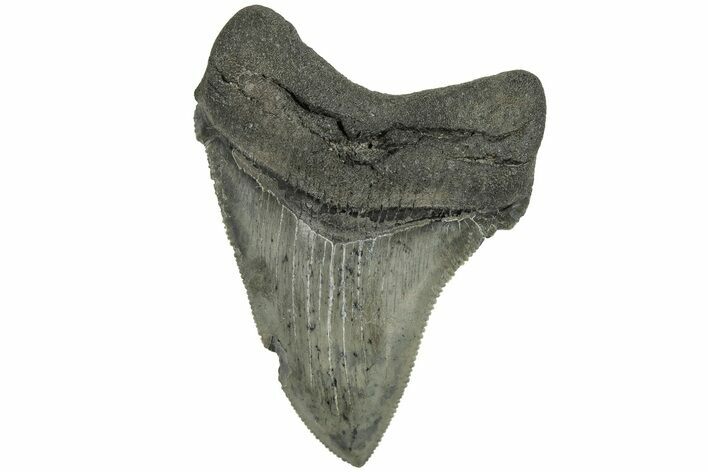 Serrated, 2.9" Chubutensis Tooth - Megalodon Ancestor